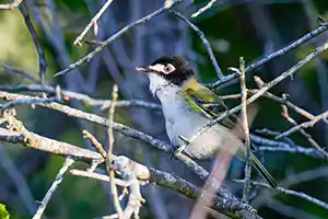 Black-capped Vireo