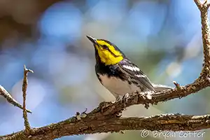 Golden-cheeked Warbler