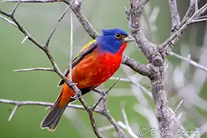 Painted Bunting