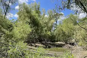 Blair Woods
