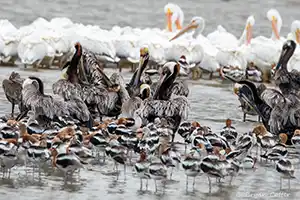 Bolivar Flats - Galveston County