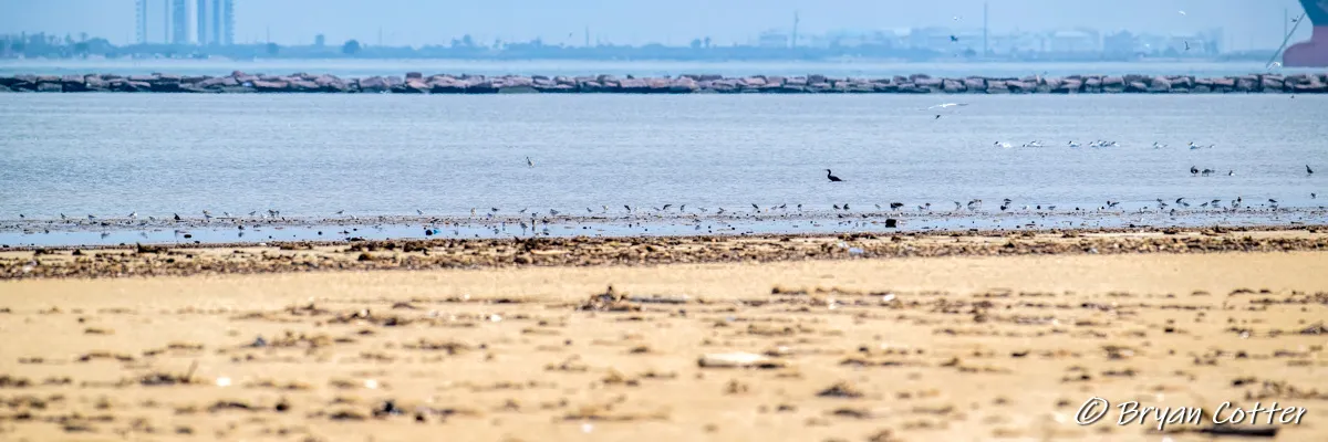 Birding on the Galveston and upper Texas coast