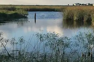 Oppenheimer Bird Observatory in Gavleston, Texas