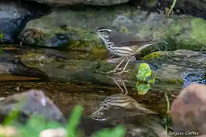 Quintana Neotropical Bird Sanctuary in Brazoria County, Texas