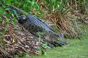 San Bernard NWR in Brazoria County, Texas