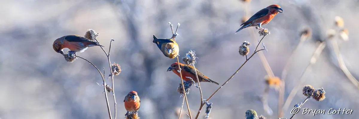 Birding in North Texas and the Panhandle