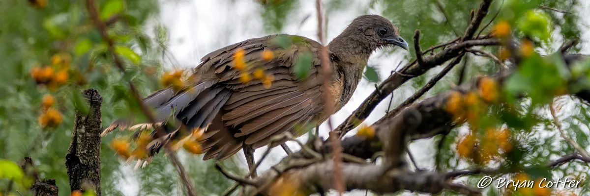 Birding in the Rio Grande Valley of South Texas