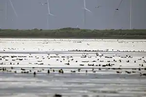 Laguna Atascosa National Wildlife Refuge