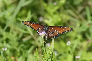 National Butterfly Center
