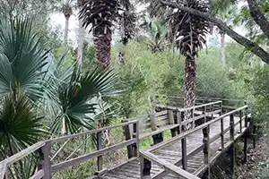 Sabal Palm Sanctuary