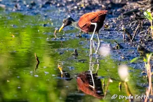 Santa Ana National Wildlife Refuge