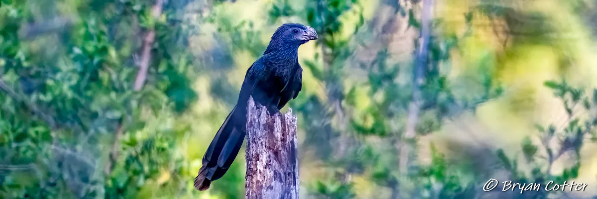 Birding Bentsen-Rio Grande Valley State Park