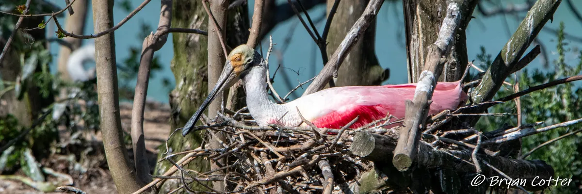 Birding High Island, Texas