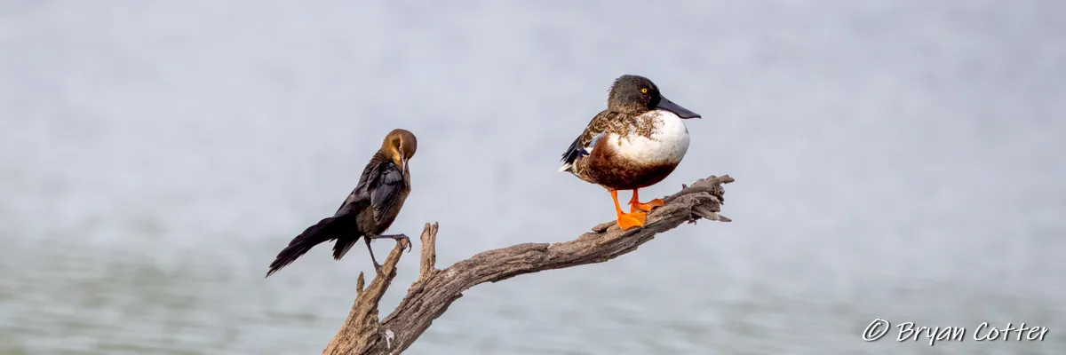 Birding Santa Ana National Wildlife Refuge