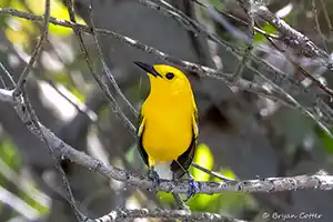 Prothonotary Warbler Prothonotary Warbler