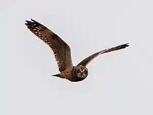 Short Eared Owl