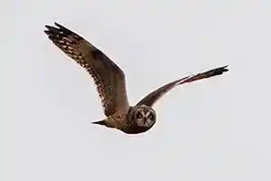Short Eared Owl