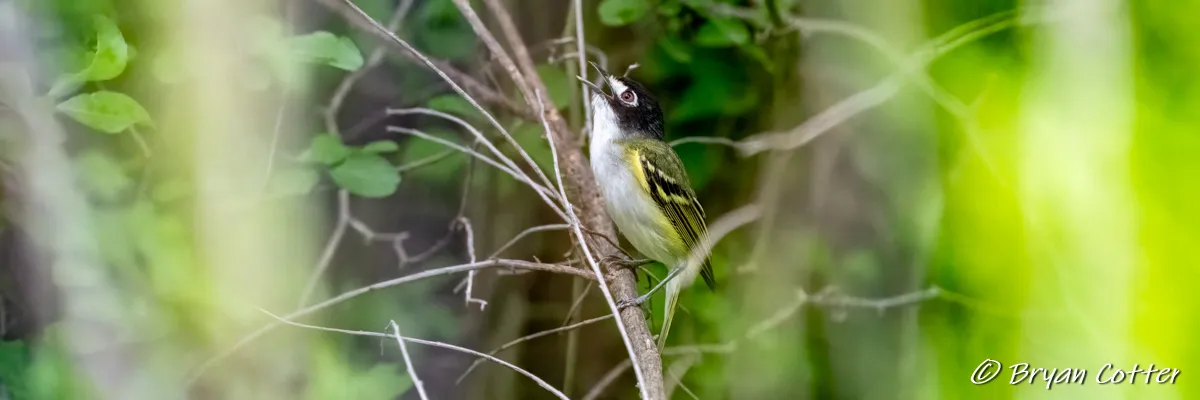 Black-capped Vireo tours near Austin