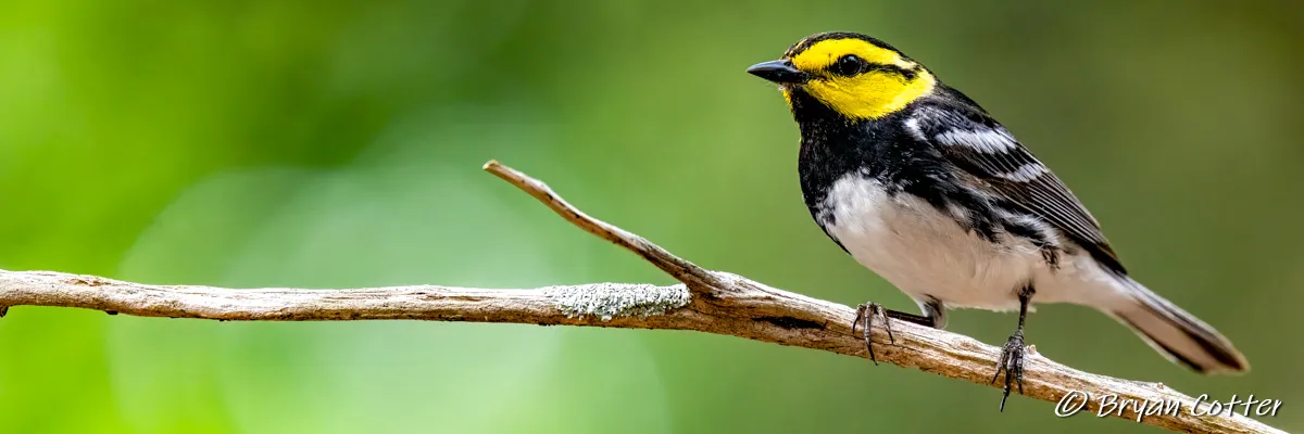 Golden-cheeked Warbler tours near Austin