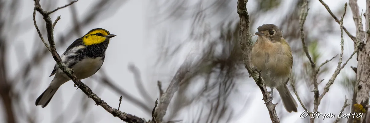 Texas Hill Country endemics tour near Austin