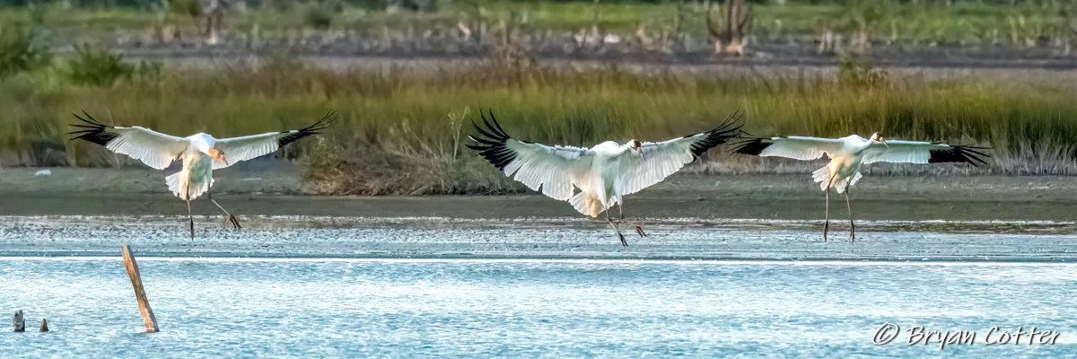 Whooping Crane tours on the Texas coast