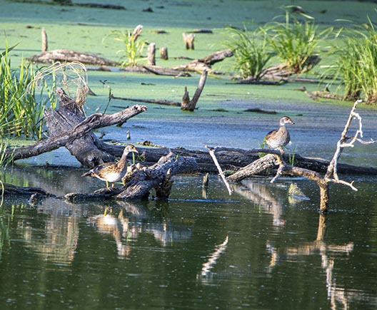 Wood Ducks